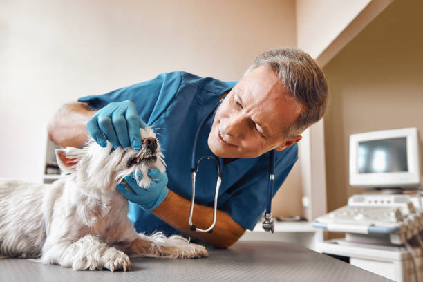 Best Emergency Treatment for Dental Infections or Abscesses in Spurgeon, TN